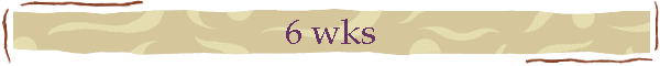 6 wks