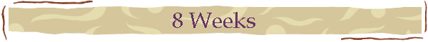 8 Weeks