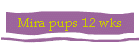 Mira pups 12 wks