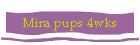 Mira pups 4wks