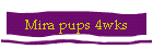 Mira pups 4wks