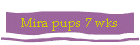 Mira pups 7 wks