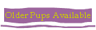 Older Pups Available