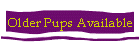 Older Pups Available