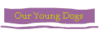 Our Young Dogs