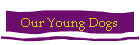 Our Young Dogs