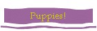 Puppies!